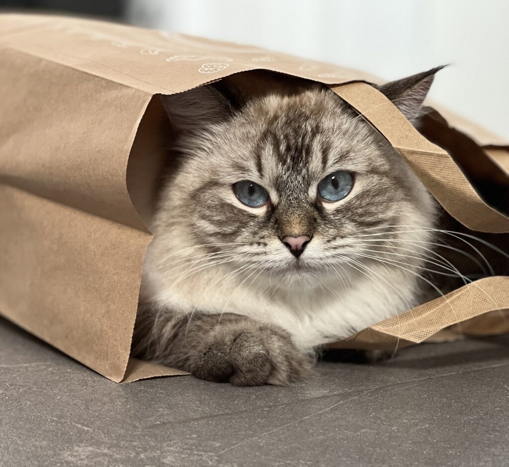 Allergie au chat : une place pour la désensibilisation ? - Association ...